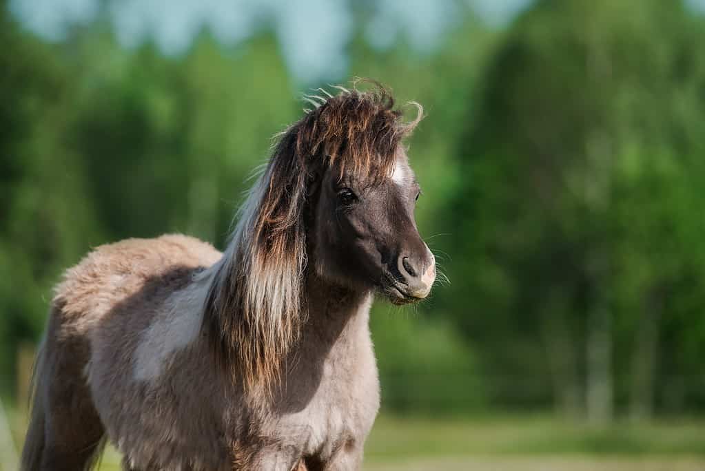 Shetland Pony Fact Sheet: Height, Weight, Cost, Lifespan, and More