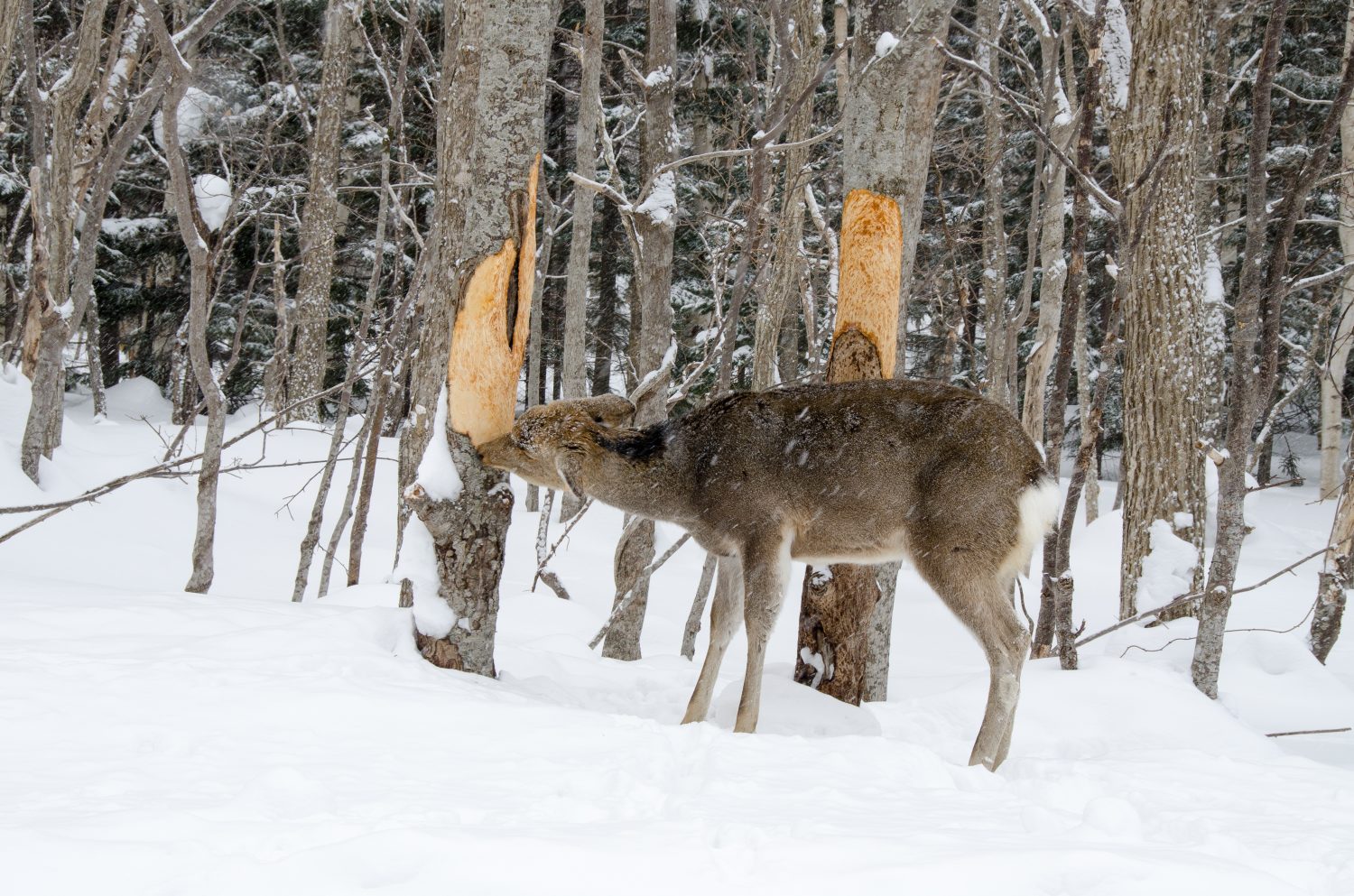 Discover 5 Animals That Eat Tree Bark