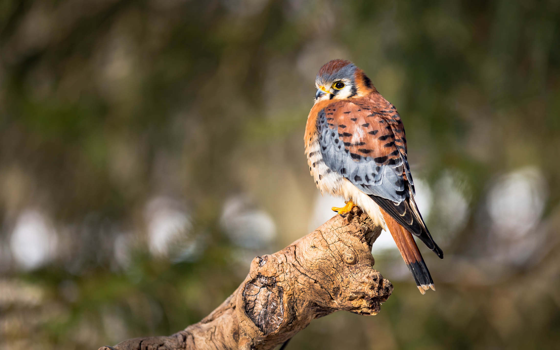 #6 Falcons in Arizona: How to Identify Them and Where They Live