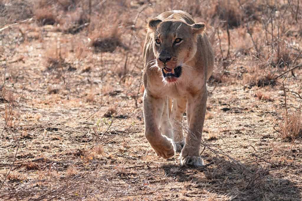 See The Incredible Patience This Lioness Has When She Spots a Herd of Antelope