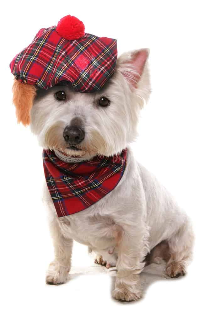 200  Amazing Scottish Dog Names and Their Meanings