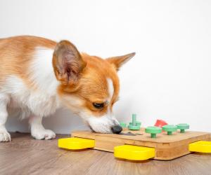 Discover How Slow Feeder Dog Bowls Can Help Your Overweight Pooch