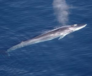 See The Massive 52-Foot Whale That Washed Up In California