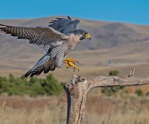 #6 Falcons in Arizona: How to Identify Them and Where They Live