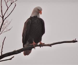 The 7 Best Places and Times to See Bald Eagles in Illinois