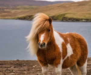 Shetland Pony Fact Sheet: Height, Weight, Cost, Lifespan, and More