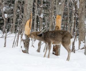 Discover 5 Animals That Eat Tree Bark