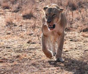 See The Incredible Patience This Lioness Has When She Spots a Herd of Antelope