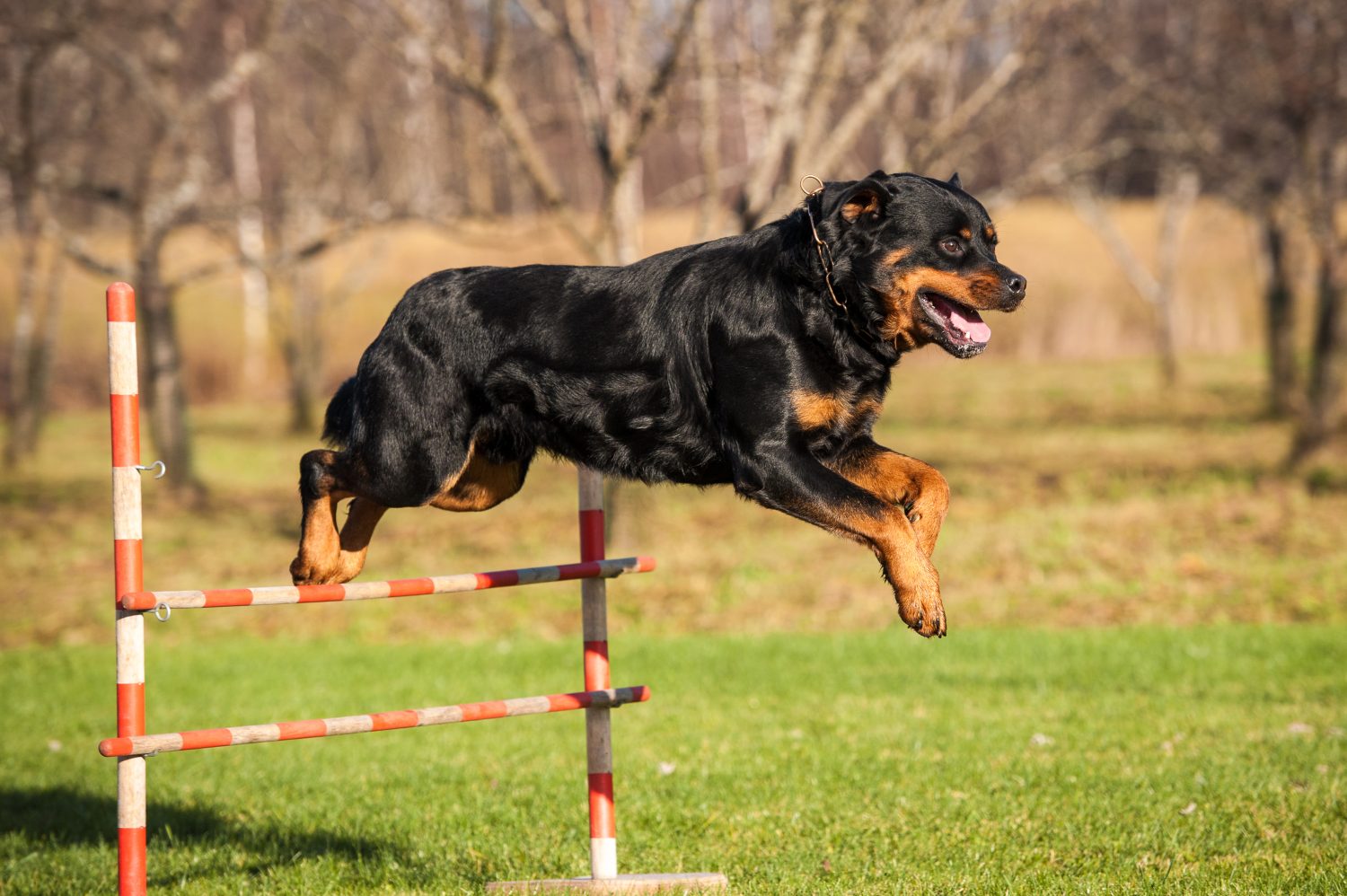 Rottweiler Exercise: Energy Level and How Much Activity They Need