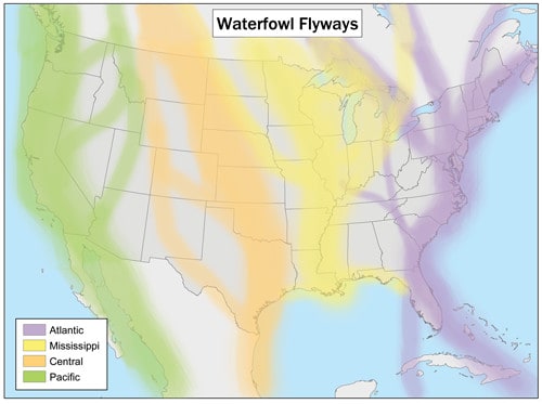 What is the Atlantic Flyway? Why It's Important and the Birds That Use It