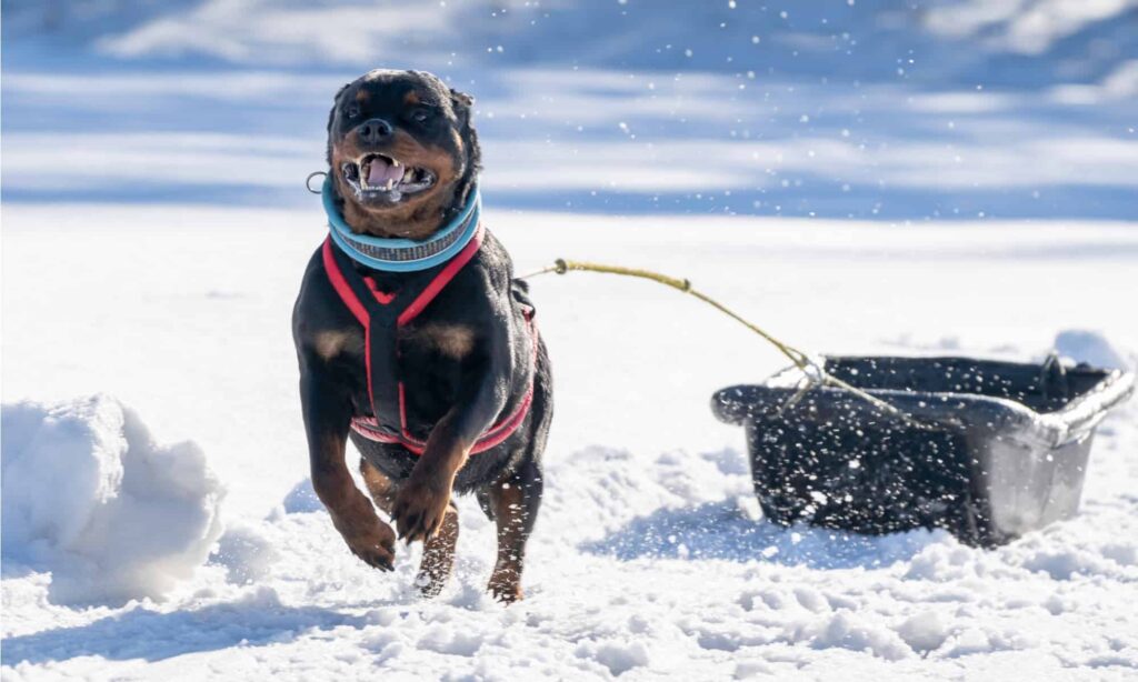 Rottweiler Exercise: Energy Level and How Much Activity They Need