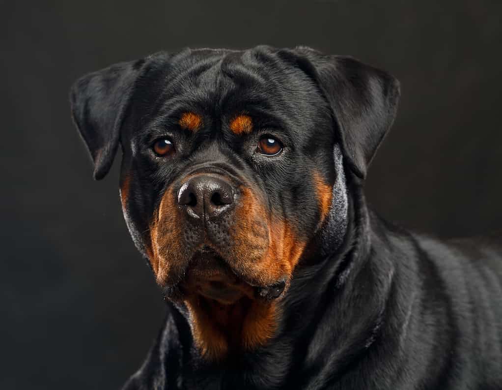 Rottweiler Exercise: Energy Level and How Much Activity They Need