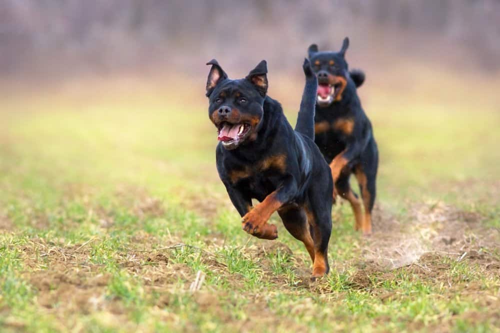 Rottweiler Exercise: Energy Level and How Much Activity They Need