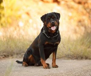 Rottweiler Exercise: Energy Level and How Much Activity They Need