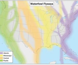 What is the Atlantic Flyway? Why It's Important and the Birds That Use It