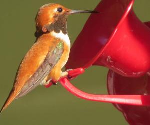 6 Places in the U.S. Where You'll Still Find Hummingbirds in January