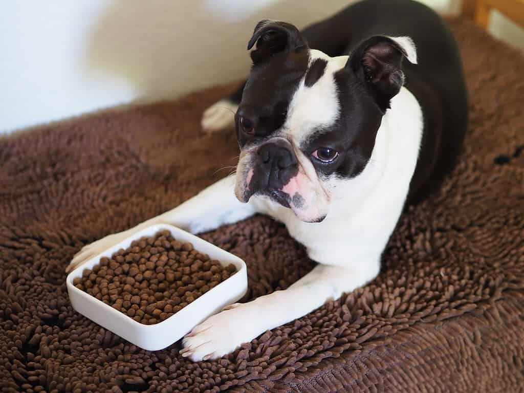 Boston Terrier Prices in 2024: Purchase Cost, Vet Bills, and More!