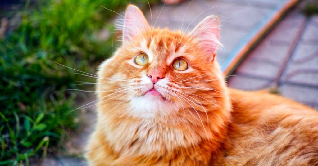 42 Clever and Perfect Ginger Cat Names