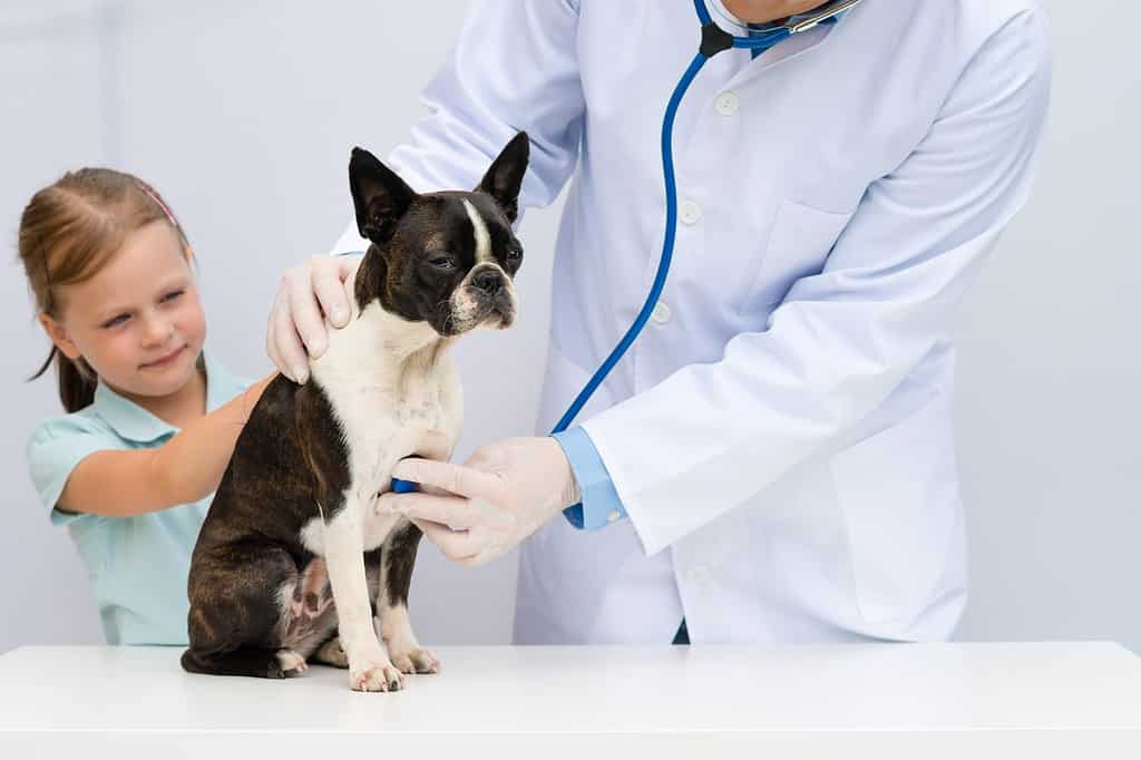 Boston Terrier Prices in 2024: Purchase Cost, Vet Bills, and More!