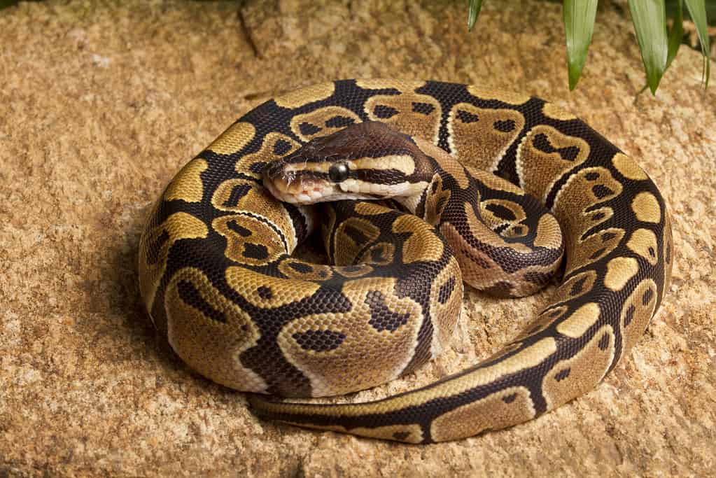 6 Cheapest Snakes To Keep as Pets