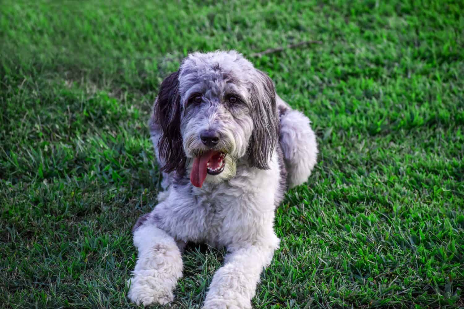 Aussiedoodle Prices in 2024: Purchase Cost, Vet Bills, and More!