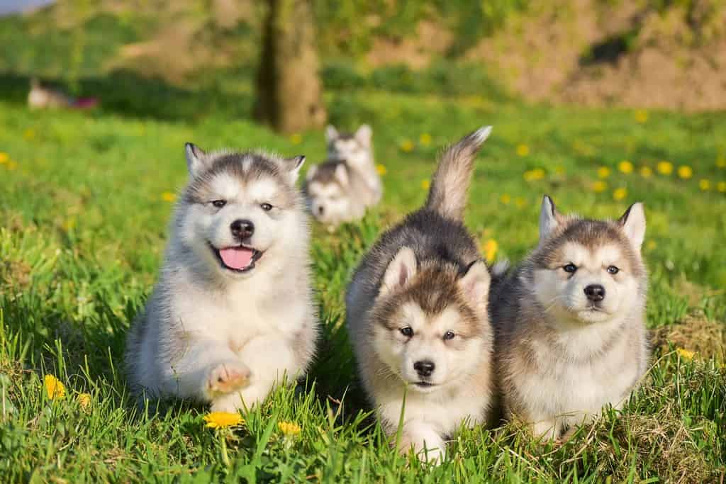 The 6 Most Common Health Problems in Malamutes