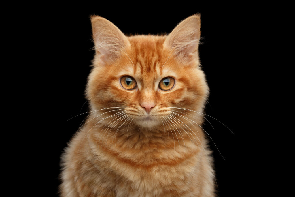 42 Clever and Perfect Ginger Cat Names