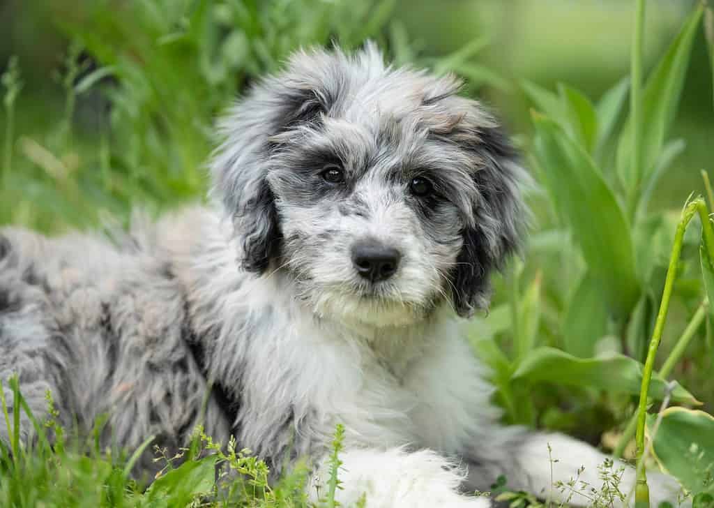 Aussiedoodle Prices in 2024: Purchase Cost, Vet Bills, and More!