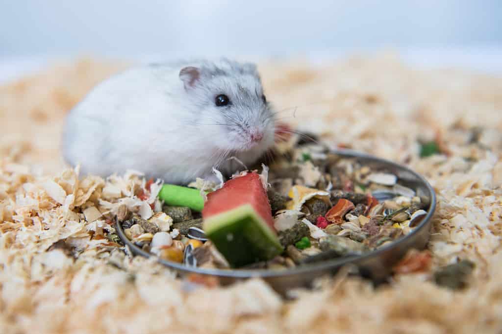 The Best and Most Complete List of 150  Hamster Names (Male and Female!)