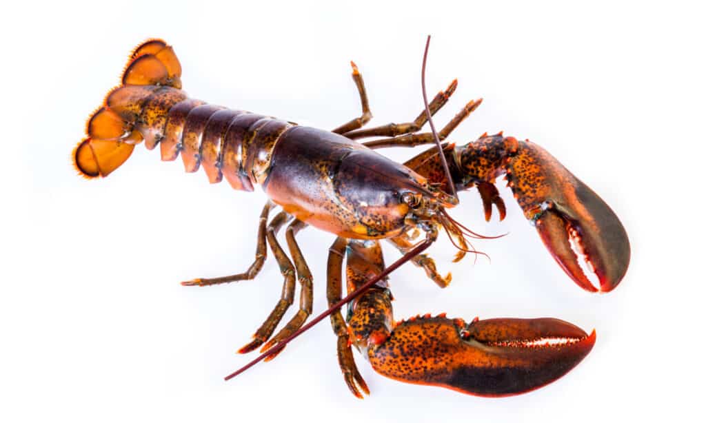 Lobster Market Prices in 2024: What to Expect When Buying This Year