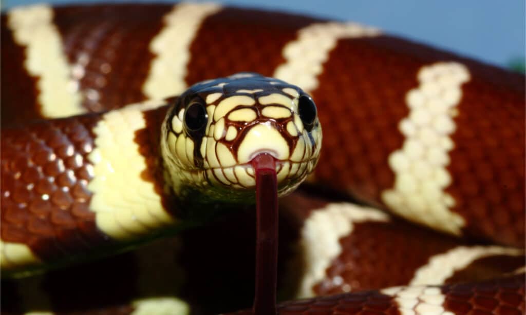 Baby King Snake: 7 Pictures and 7 Incredible Facts