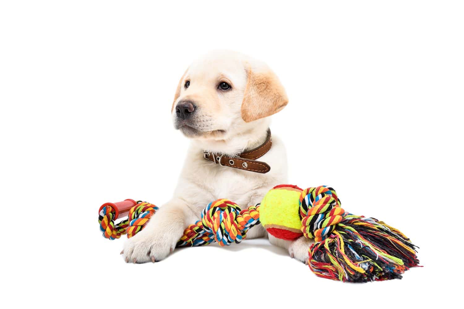 The Best Toys for Your Labrador Retriever