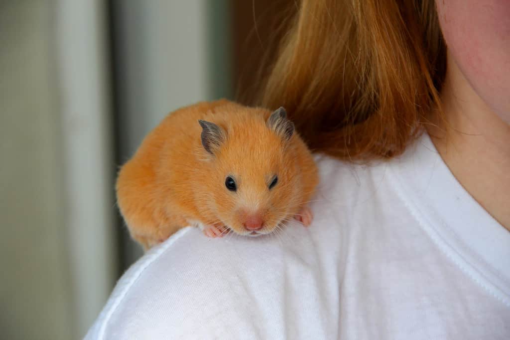 The Best and Most Complete List of 150  Hamster Names (Male and Female!)