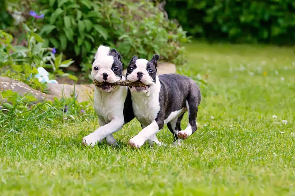 Boston Terrier Prices in 2024: Purchase Cost, Vet Bills, and More!