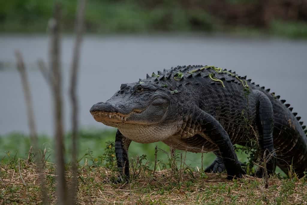 The Top 11 Most Alligator-Infested Rivers In the United States