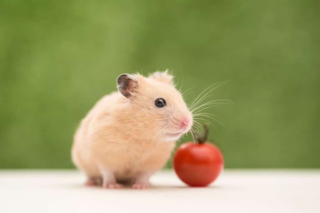 The Best and Most Complete List of 150  Hamster Names (Male and Female!)