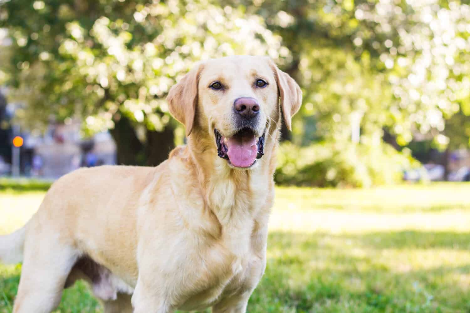 The Best Toys for Your Labrador Retriever