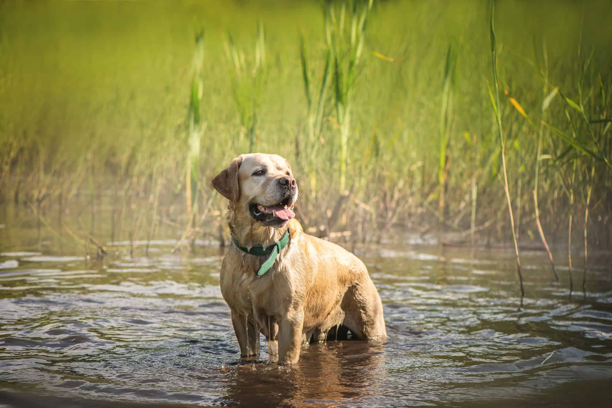 The Best Toys for Your Labrador Retriever