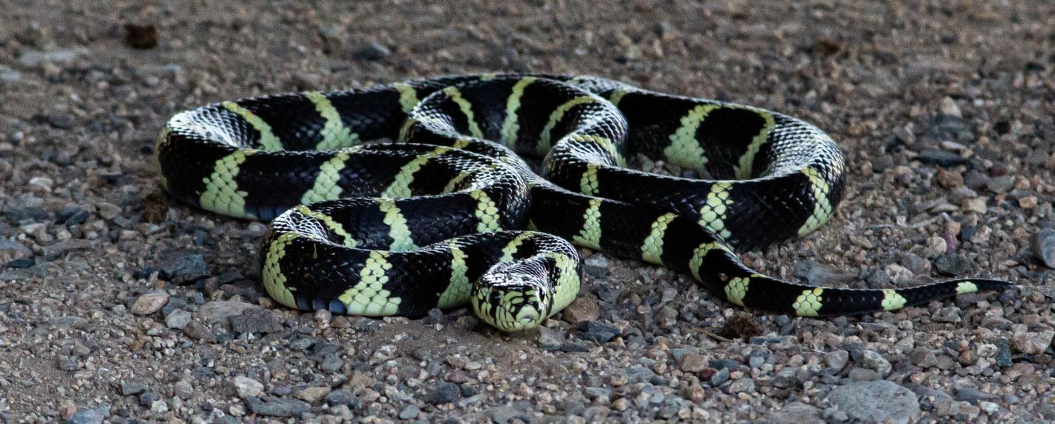 Baby King Snake: 7 Pictures and 7 Incredible Facts