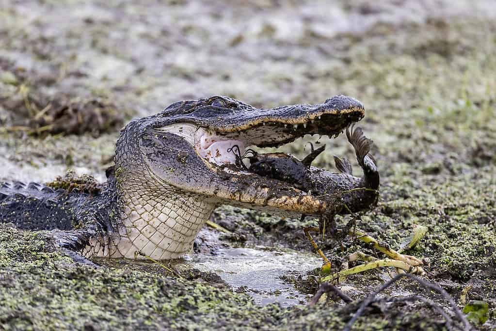 The Top 11 Most Alligator-Infested Rivers In the United States