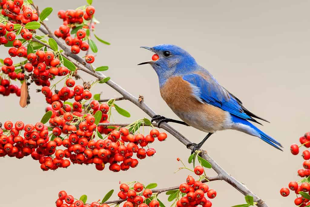 What Do Bluebirds Eat In Winter? 6 Common Foods