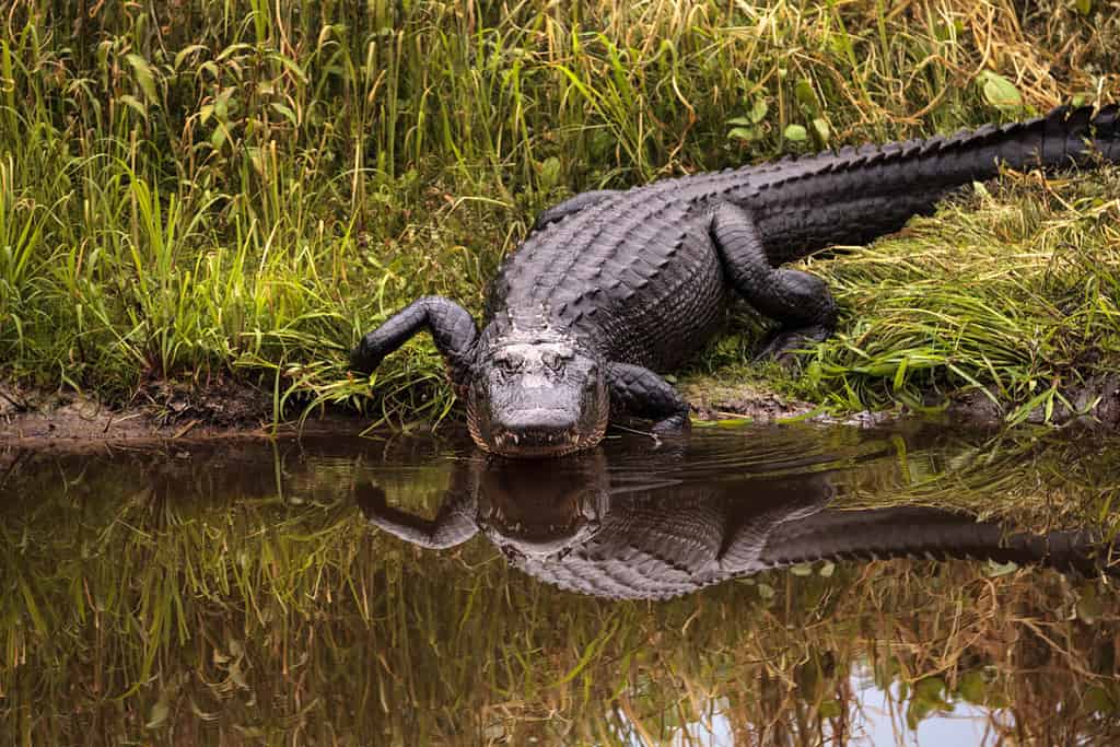 The Top 11 Most Alligator-Infested Rivers In the United States