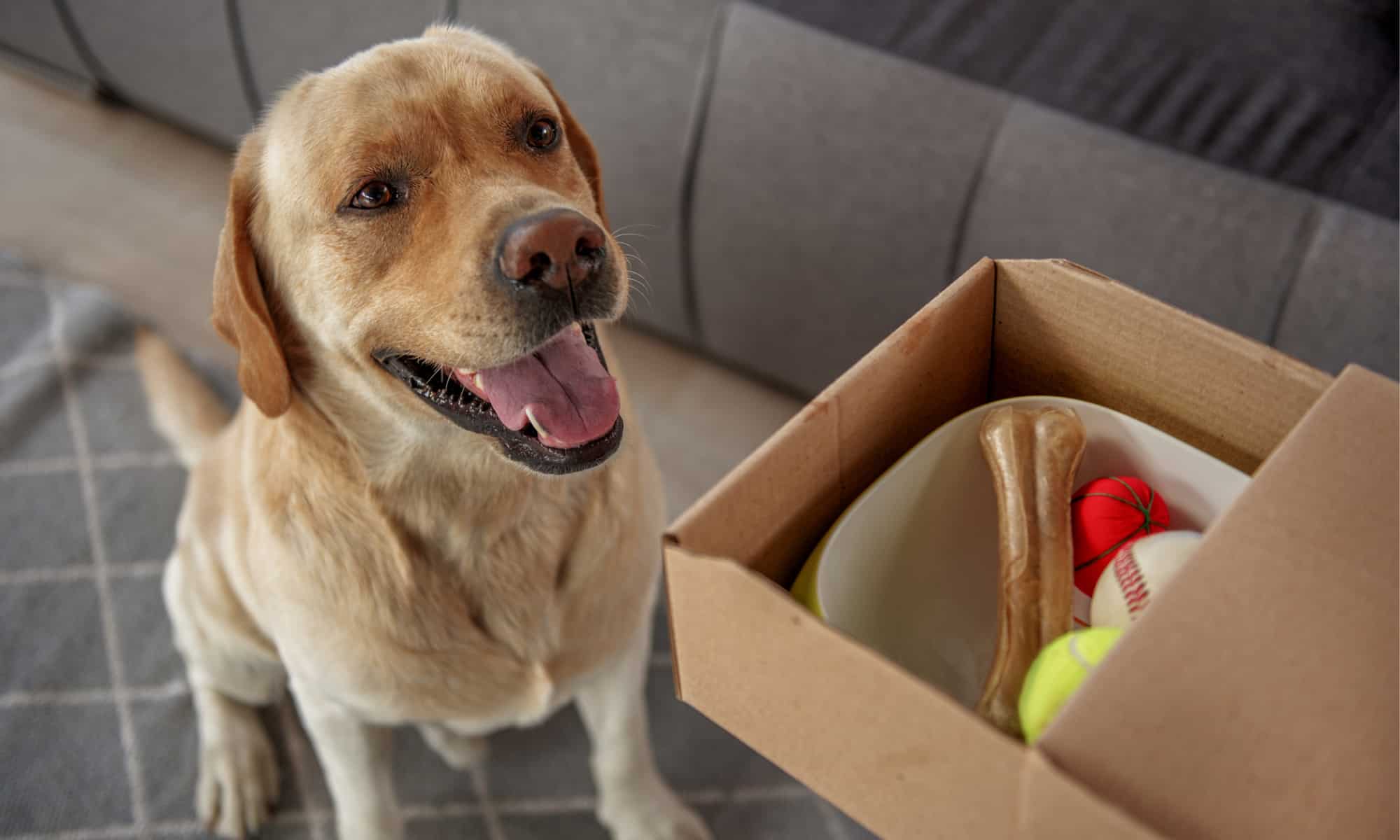 The Best Toys for Your Labrador Retriever