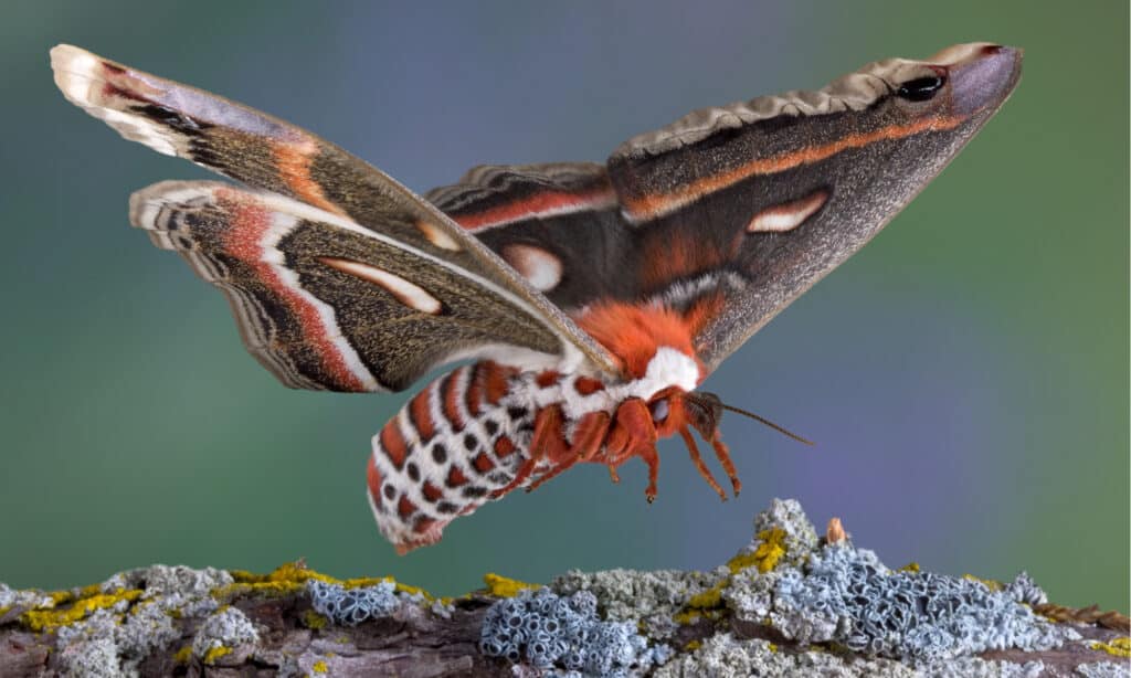 5 Common Moths You'll Find in Hawaii