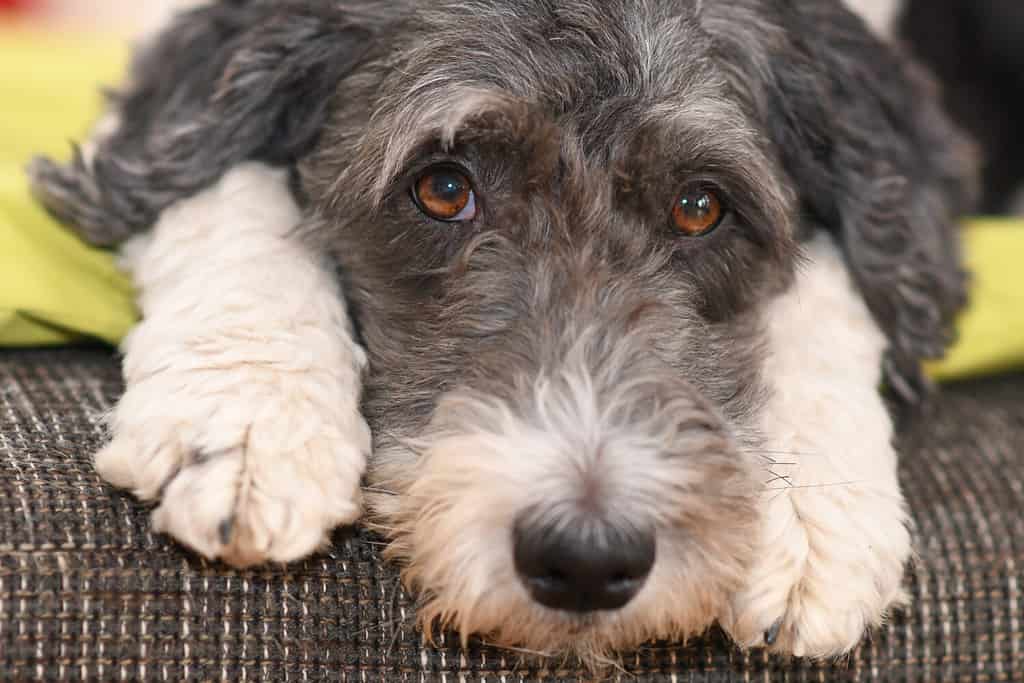 Aussiedoodle Prices in 2024: Purchase Cost, Vet Bills, and More!