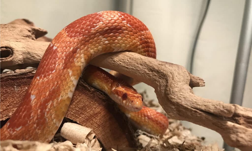 6 Cheapest Snakes To Keep as Pets