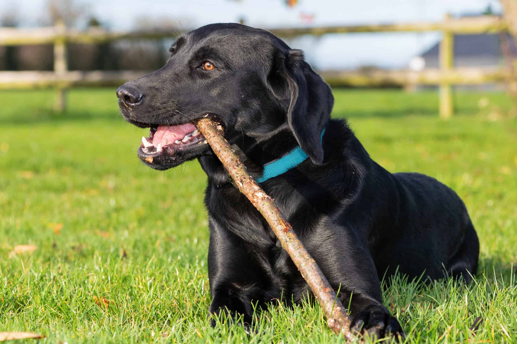 The Best Toys for Your Labrador Retriever