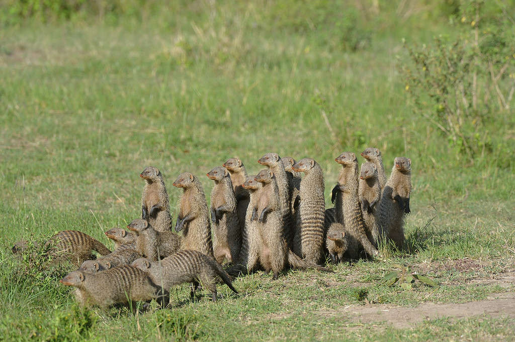 A Group of Brave Squirrels and a Mongoose Went to War With a Cobra