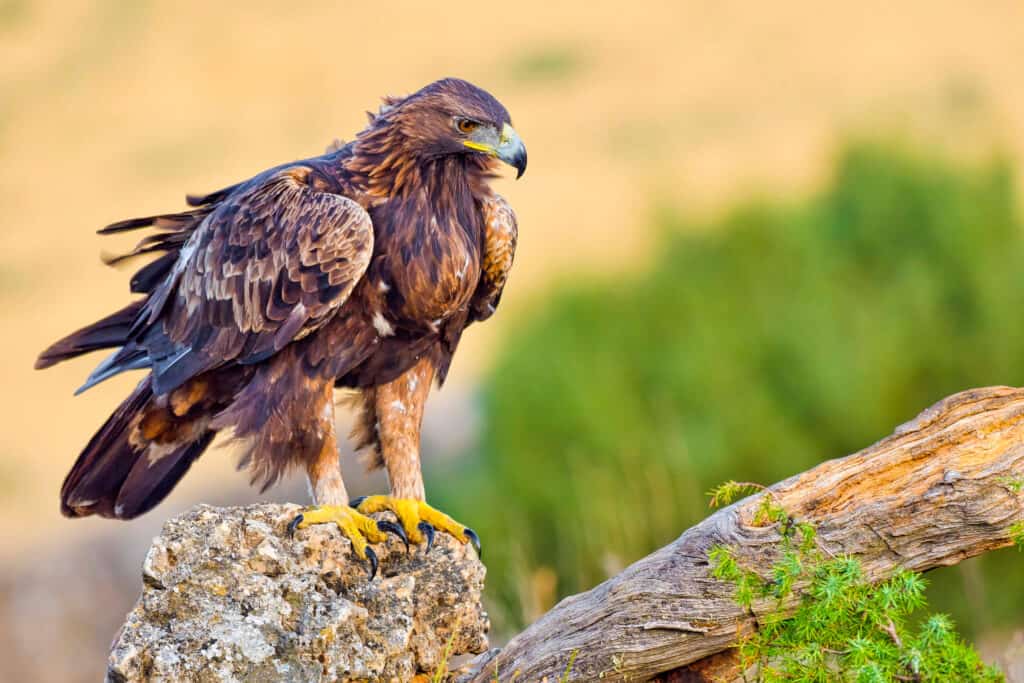 See The Speed On This Eagle Swooping Down To Grab a Warthog