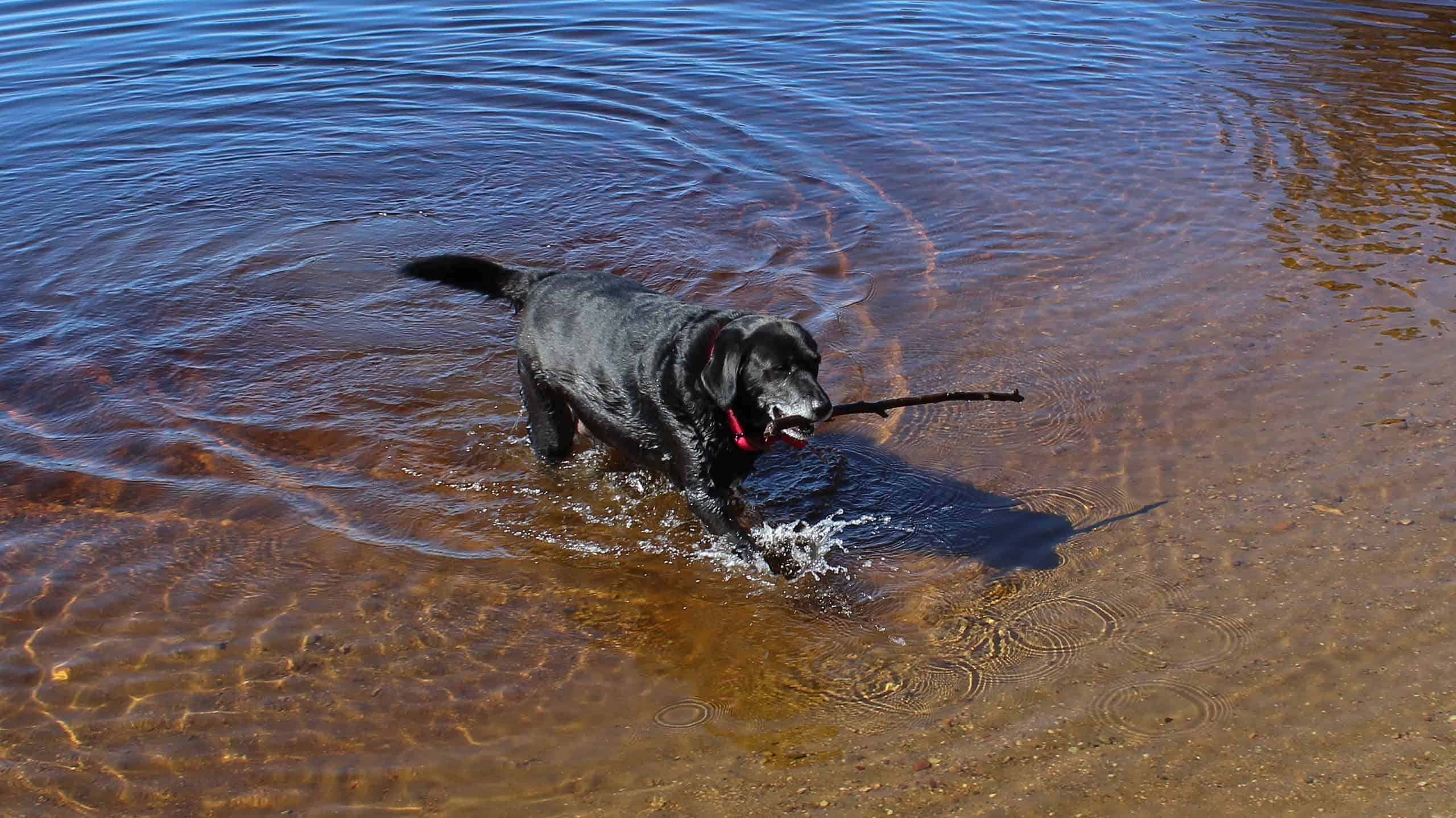 The Best Toys for Your Labrador Retriever